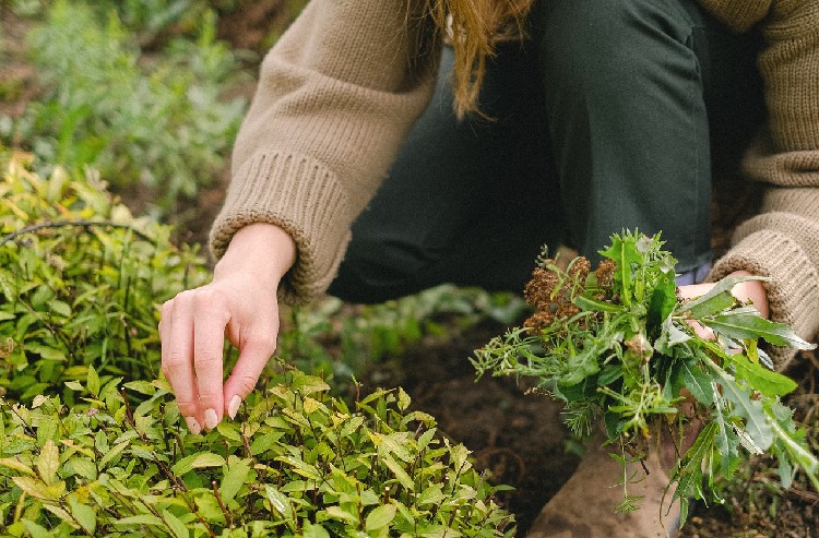 Services à la personne jardinage à domicile - Âge d'Or Services